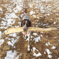 Hey everybody….. Hide your logs… Knute is coming back!! #runswithroverNW #allbreedsallsizes #packwalksyyc