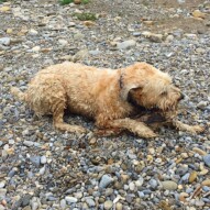 Soaking wet Sydney takes a break to chew on a stick. #allbreedsallsizes #packwalksyyc #calgarydogwalks #runswithroverNW #dogs #dogwalking