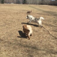 Guinness, Kona and Abby #packwalksincalgary #dogwalkingcalgary #calgarydogwalks