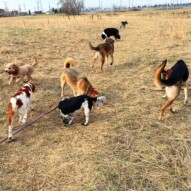 The pack getting their sniff on. #allbreedsallsizes #packwalksyyc #runswithroverNW #runswithroverSW
