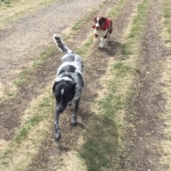 Vin and Waylon #packwalksinyyc #calgarydogwalks