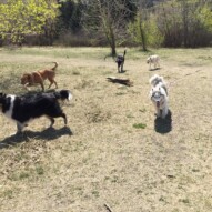 Afternoon pack #calgarydogwalks #dogwalkerincalgary