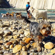 River time!! Daisy in the foreground… #river #dogwalks #runswithroverNW