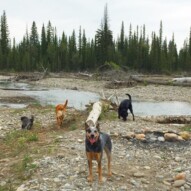 Sophie, Molly and Buddy sniff around while Sarge poses nicely for the camera… #allbreedsallsizes #packwalksyyc #dogs #dogwalking #runswithroverSW