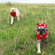 Taz and Paco frolicking in a meadow. Haha. #nosehill #packwalksyyc #runswithroverNW