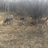 Vin, Bailey and Samson #dogwalkingcalgary #calgarydogwalks #packwalksinyyc