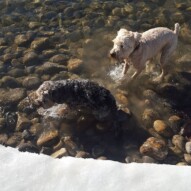 Daisy & Sydney #packwalks #yycdogwalking