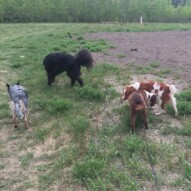 Sarge, Whistle, Wallace and Waylon #calgarydogwalks #packwalksswcalgary #dogwalkerincalgary