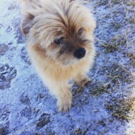Oliver has his thick coat ready for winter #calgarydogwalking #packwalks