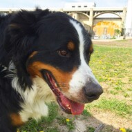Close up of my big buddy Nelson. #allbreedsallsizes #bernesemountaindog #runswithroverSW #packwalksyyc #dogwalking #dogs