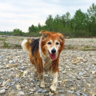 Fred taking a stroll on the riverbank… #runswithroverSW #allbreedsallsizes #dogs #dogwalking #packwalksyyc #calgarydogwalks