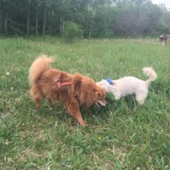 Max & Mr.Baxter #allbreedsallsizes #dogwalkingcalgary #packwalksswcalgary