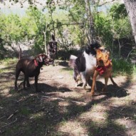 Action Shot: Piper, Bruce, Storm and River #calgarydogwalks #packwalksinyyc #packwalksswcalgary