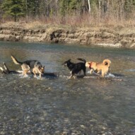 Bailey, Teela and Jenna #packwalksswcalgary #calgarydogwalks #dogwalkingcalgary