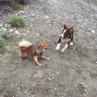 Wiley and Waylon #allbreedsallsizes #calgarydogwalks