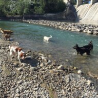 Fun times in the river #calgarydogwalks #packwalkeryyc #dogwalkerincalgary