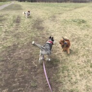 Wallace, Lennon and Wiley #calgarydogwalks #packwalksyyc