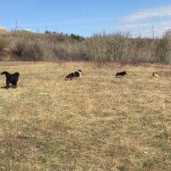 And they're off……whistle, Storm, Teela and Jenna #packwalksyyc #dogwalkerincalgary #calgarydogwalks