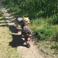 Sophie & Ruby #allbreedsallsizes #calgarydogwalks #dogwalkerincalgary
