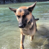 Cute and crazy Bailey!! #packwalksyyc #runswithroverSW #allbreedsallsizes #dogwalks #dogs #walkingthedog #germanshepard