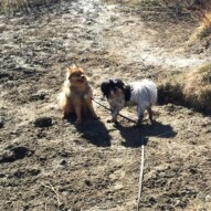 Best buds: Wiley and Ace #packwalksyyc #allbreedsallsizes #calgarydogwalks