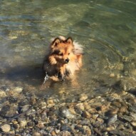 Welcome to the pack, Wiley! #dogwalkerinyyc #packwalksyyc #calgarydogwalks
