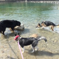 Nelson, Bailey and Lennon #packwalksswcalgary #dogwalkerinyyc #calgarydogwalks