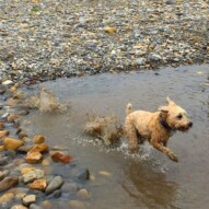 Everything is a hop, skip & a jump away when you're Sydney. #allbreedsallsizes #wheatonterrier #packwalksyyc #calgarydogwalks #dogs #dogwalking #runswithroverNW