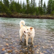 Kia is a lucky dog. She gets to do this everyday!! #dogs #mydog #calgarydogwalks