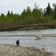 Buddy and Kona hanging out in the river… #packwalksyyc #dogs #dogwalking #husky #calgarydogwalks #runswithroverSW