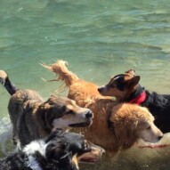 Some of the bigger guys playing in the river!! Oliver, Fin, Samson, Storm, Bailey…