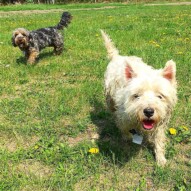 Daisy and Iggy… Terrier power!! #packwalksyyc #dogs #dogwalking #runswithroverNW #allbreedsallsizes #yorkiepoodle #westie