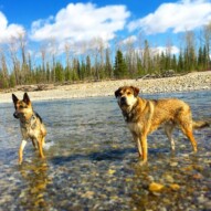 Bailey and Samson. Lovin' life. #packwalksyyc #runswithroverSW