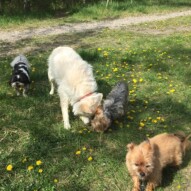 Ace, Kia, Ruby and Oliver #allbreedsallsizes #southwestpackwalksincalgary #calgarydogwalks