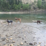 Sarge, Samson and Waylon #allbreedsallsizes #dogwalksincalgary #packwalksswcalgary