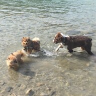 Oliver, Wiley & Waylon #calgarydogwalks #allbreedsallsizes #dogwalkingcalgary