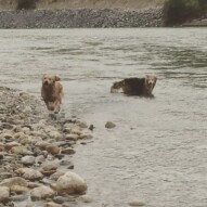 Guinness and Fred #allbreedsallsizes #dogwalksincalgary #packwalksswcalgary