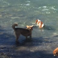 Wallace & Jenna #dogwalksinswcalgary #packwalksyyc