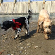 Alara (with a new haircut) and Sydney on the river bank. #allbreedsallsizes #packwalksyyc #dogs #dogwalking #runswithroverNW