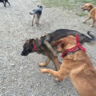 Action shot: River & Gander wrestling around #calgarydogwalks #packwalksinyyc #allbreedsallsizes