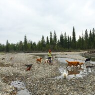 #runswithroverSW afternoon pack mixed with #runswithroverNW #allbreedsallsizes #packwalksyyc #dogs #dogwalking #calgarydogwalks