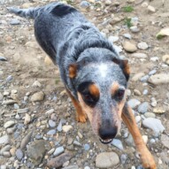 Sarge poses for another shot!! #dogwalking #dogs