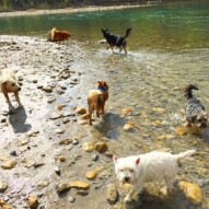Max, Teela, Sydney, Wiley, Daisy, Iggy… All enjoying the river in their own way…
