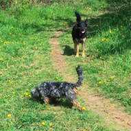 Daisy smelling the flowers… And Teela hanging out in the back as per usual – supervising.