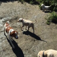 Wallace, Taz and Iggy #dogwalkingcalgary #packwalksyyc