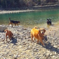 Oliver, Teela, Fozzy, Fin, and almost crushed Paco. #runswithroverNW