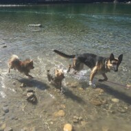Wiley, Ruby and Bailey #calgarydogwalks #allbreedsallsizes