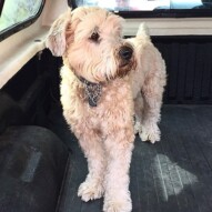 Syd the kid. She's super energetic but responsive like crazy!! #WheatonTerrier #allbreedsallsizes #packwalksyyc #runswithroverNW