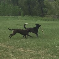 Bruce & Piper #dogwalkerinyyc #packwalksswcalgary #allbreedsallsizes