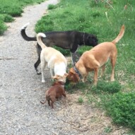 Something smells good! #allbreedsallsizes #dogwalkerincalgary #packwalksyyc